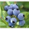 Blueberry Extract(Anthocyanin, Arbutin)
